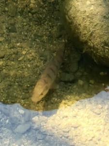 Click to view this image in a large viewer