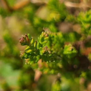 Click to view this image in a large viewer