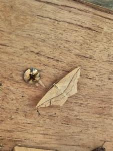 Click to view this image in a large viewer