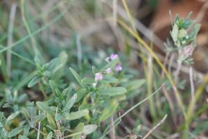 Click to view this image in a large viewer