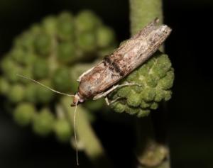 Click to view this image in a large viewer