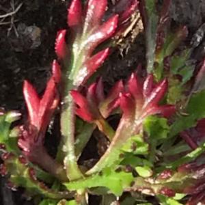 Click to view this image in a large viewer