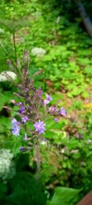 Click to view this image in a large viewer