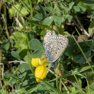 Click to view this image in a large viewer