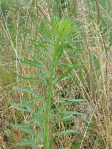 Click to view this image in a large viewer