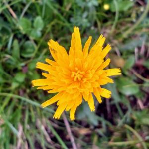 Click to view this image in a large viewer