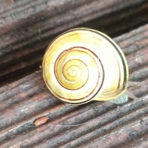 Click to view this image in a large viewer