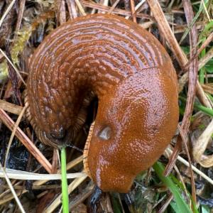 Click to view this image in a large viewer