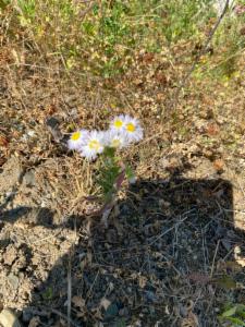 Click to view this image in a large viewer