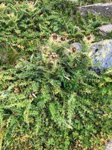 Click to view this image in a large viewer