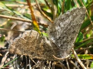 Click to view this image in a large viewer