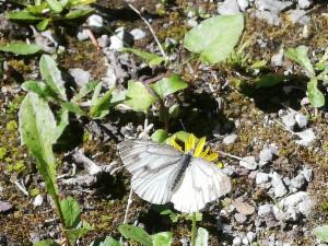 Click to view this image in a large viewer