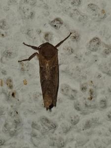 Click to view this image in a large viewer