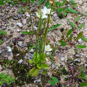 Click to view this image in a large viewer