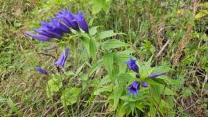 Click to view this image in a large viewer