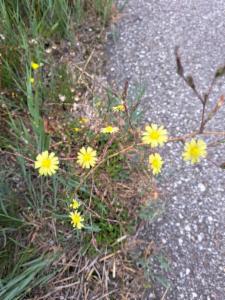 Click to view this image in a large viewer