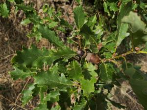 Click to view this image in a large viewer