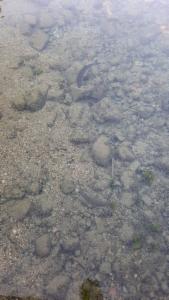 Click to view this image in a large viewer