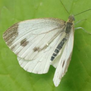 Click to view this image in a large viewer