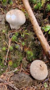 Click to view this image in a large viewer