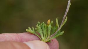 Click to view this image in a large viewer