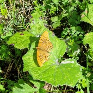 Click to view this image in a large viewer