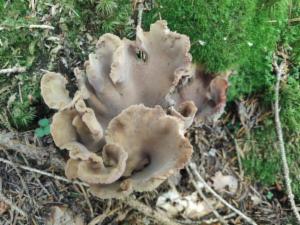 Click to view this image in a large viewer