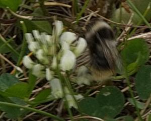 Click to view this image in a large viewer