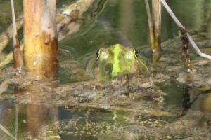 Click to view this image in a large viewer