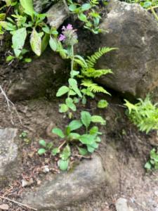 Click to view this image in a large viewer