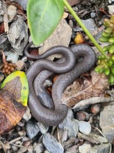 Click to view this image in a large viewer