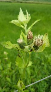 Click to view this image in a large viewer