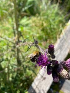 Click to view this image in a large viewer