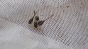 Click to view this image in a large viewer