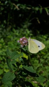 Click to view this image in a large viewer