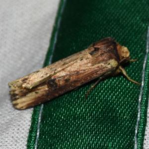 Click to view this image in a large viewer