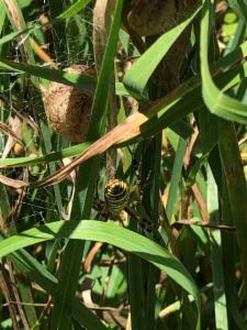 Click to view this image in a large viewer