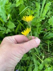 Click to view this image in a large viewer