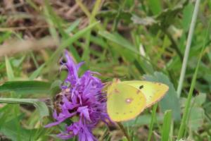 Click to view this image in a large viewer