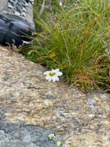 Click to view this image in a large viewer