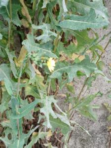 Click to view this image in a large viewer