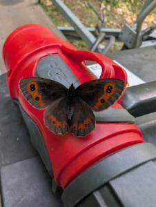 Click to view this image in a large viewer