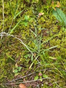 Click to view this image in a large viewer