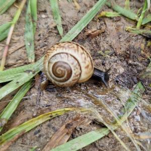 Click to view this image in a large viewer