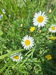 Click to view this image in a large viewer