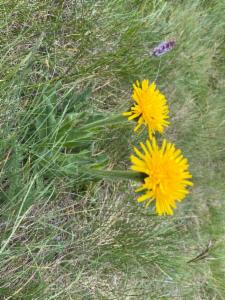 Click to view this image in a large viewer