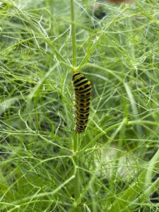 Click to view this image in a large viewer