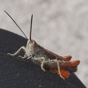 Click to view this image in a large viewer