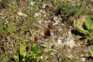 Click to view this image in a large viewer