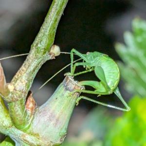 Click to view this image in a large viewer